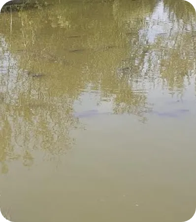 The Sedges Fishery