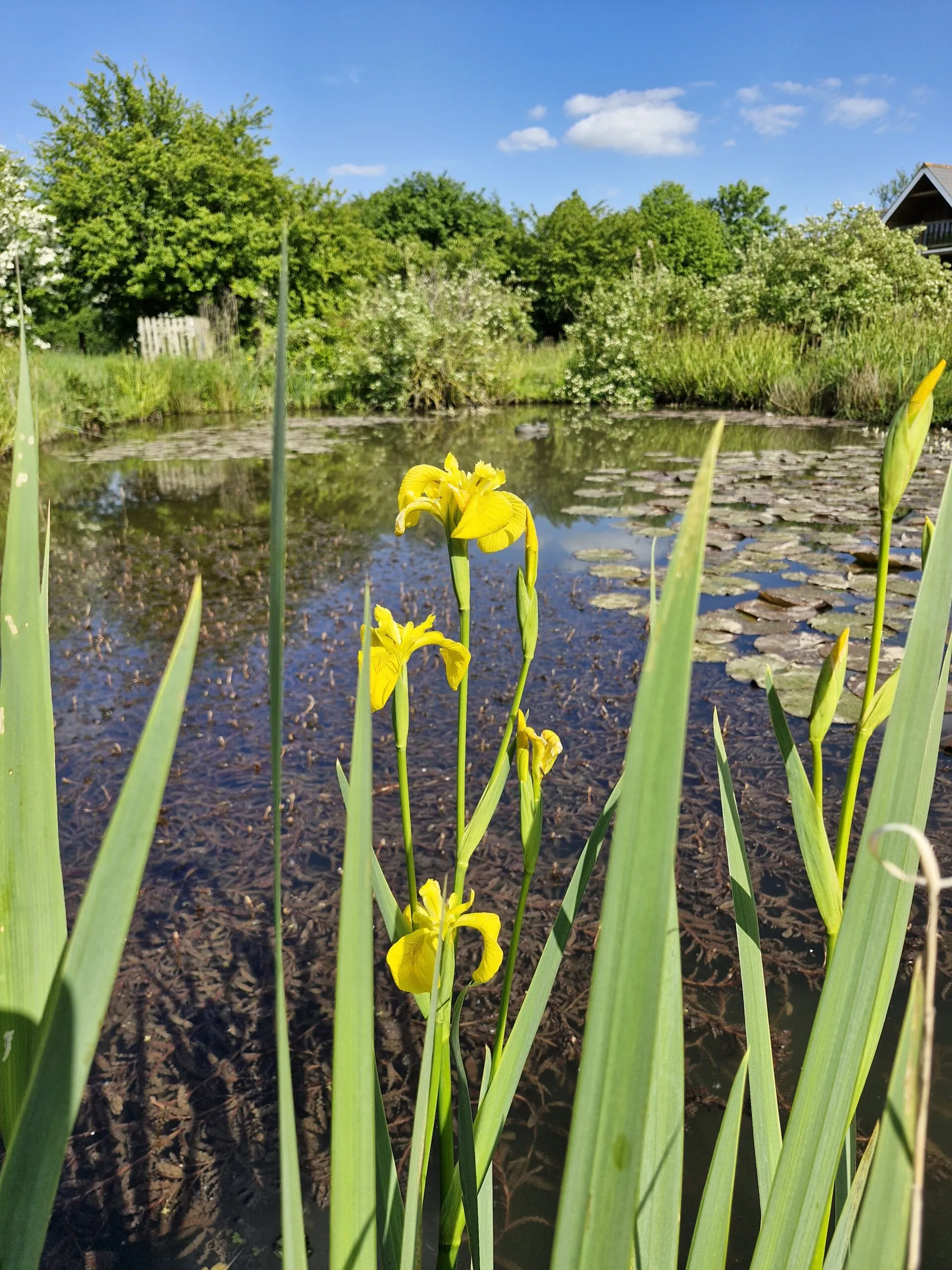 The Sedges Fishery